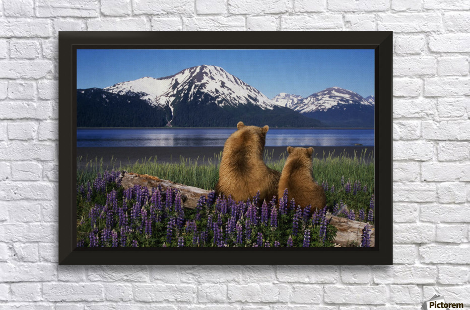 Grizzly sow cub sit on log view turnagain arm southcentral alaska digital composite wall Grizzly sow cub sit on log view turnagain arm southcentral alaska digital composite wall