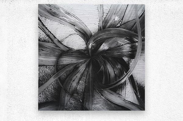 Spiral leaves texture background in black and white metal print Spiral leaves texture background in black and white metal print