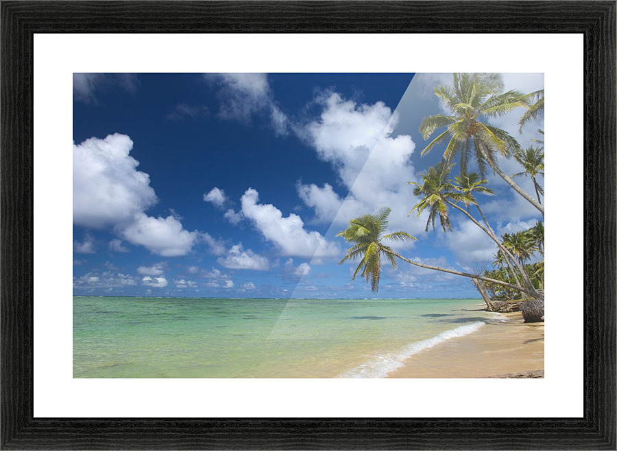 hawaii palm tree leaning over beach polarized sky turquoise ocean