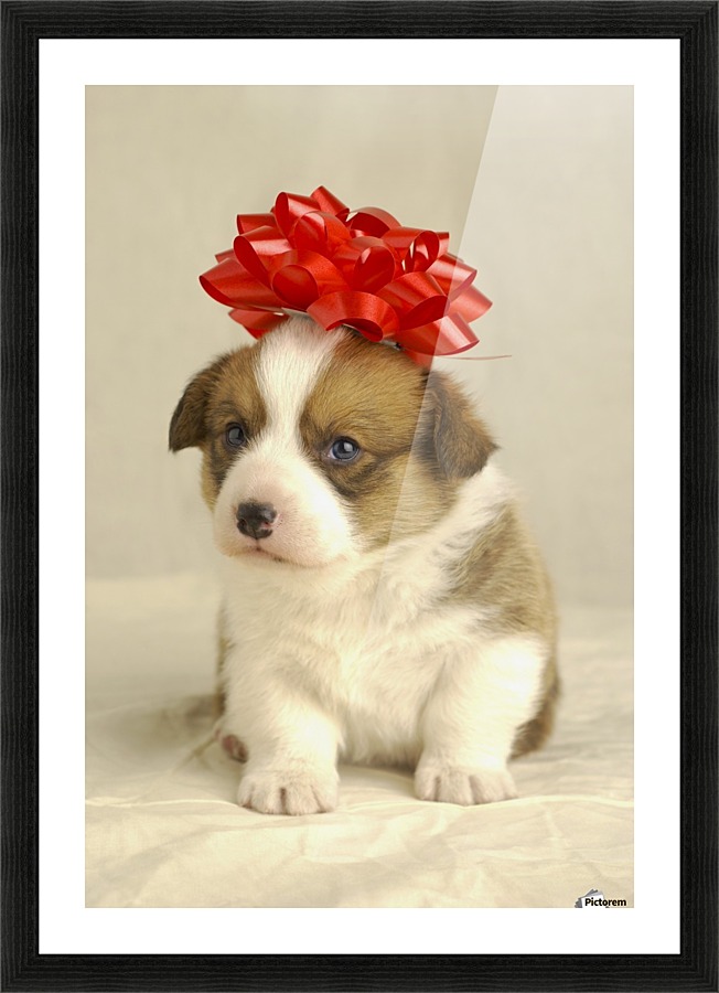Puppy Wearing A Red Bow Pacificstock Canvas Puppy Wearing A Red Bow Picture Frame Printing
