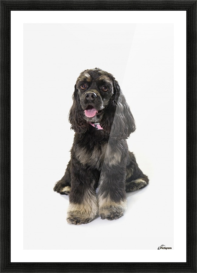 black-cocker-spaniel-picture-ayesh-takia-hot-sexy