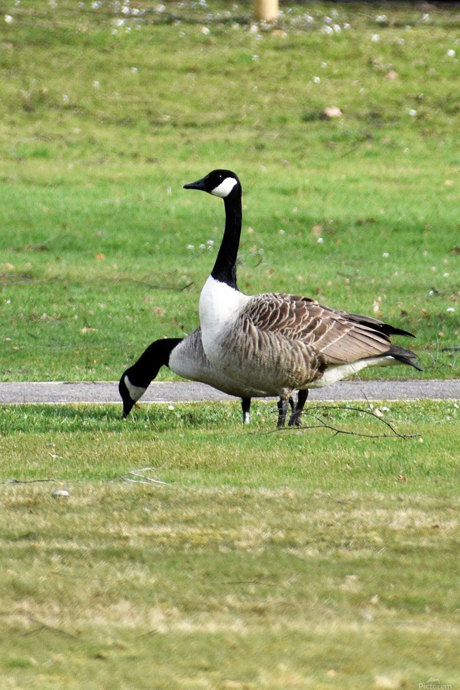 Canada Geese - Pair on Field - Puzbie
