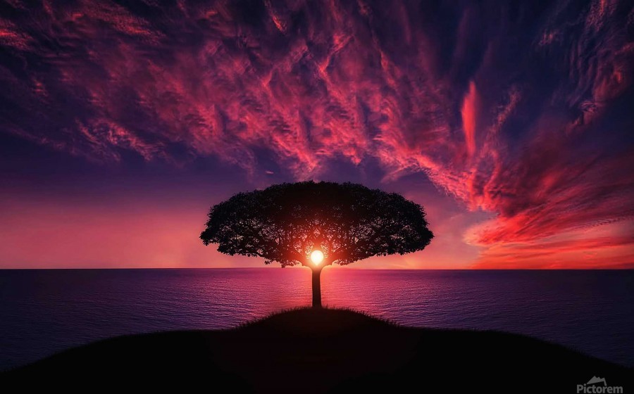 tree, sunset, beautiful, colorful, evening, nature, peace, peaceful, red, romantic, sky, island, sea, ocean, - fabartdesigns