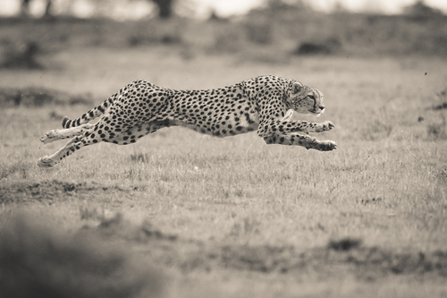 5 Tips for Capturing Stunning Wildlife Photography