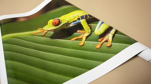 Pictorem’s Glossy Photo Paper Deserves a Place in Your Next Print Project