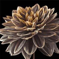 Botanical