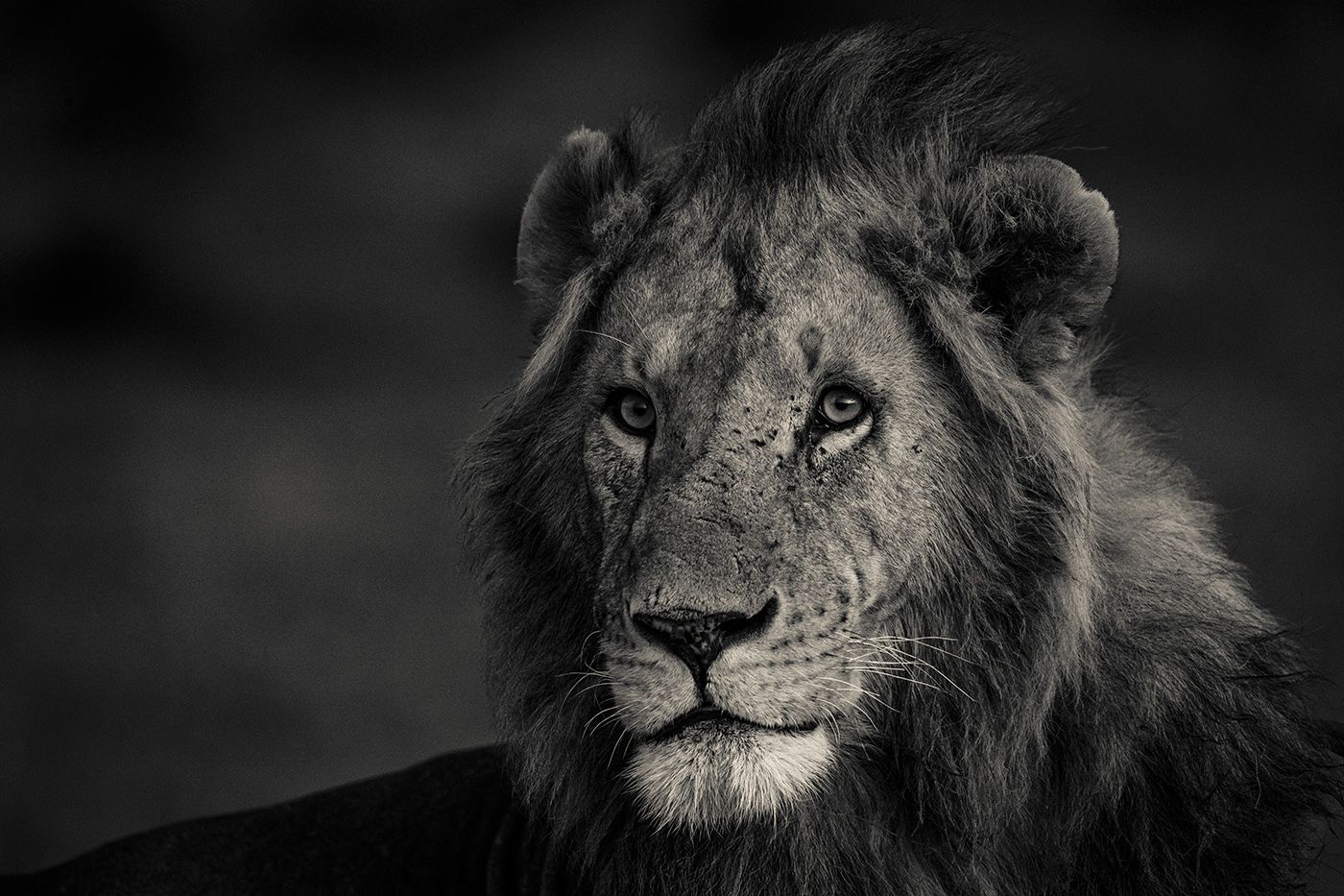 Photo Courtesy Jacques-Andre Dupont