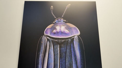 PVC Panel Print