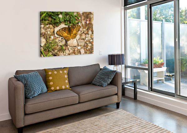 A VARIEGATED FRITILLARY BUTTERFLY (EUPTOIETA CLAUDIA) SOAKS UP SUNLIGHT; TAHLEQUAH, OKLAHOMA, UNITED STATES OF AMERICA PACIFICSTOCK  Canvas Print