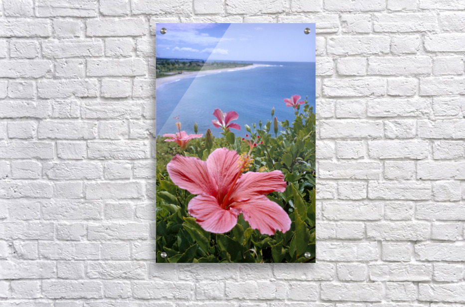 Hawaii, Pink Hibiscus Overlooking Beach B1589 by