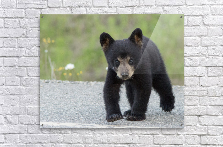 Coleman - Bear Baby 71xH-htyMgL._UF350,350_QL50_.jpg