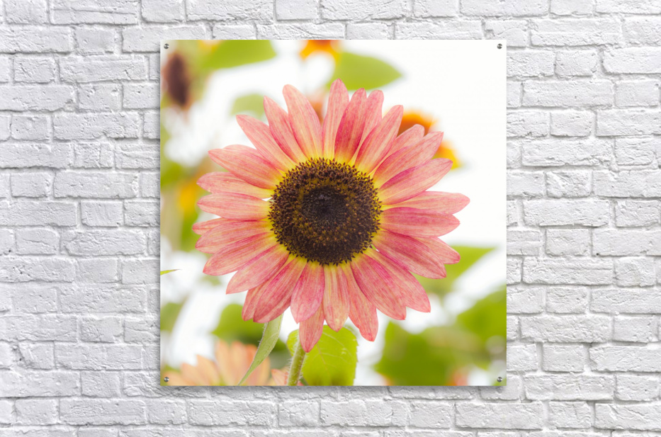 【真作】ヘレンポール 「SUNFLOWER PATCH」 版画 真作】ヘレンポール 「SUNFLOWER PATCH」 版画 - メルカリ