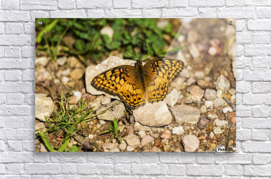 Acrylic print