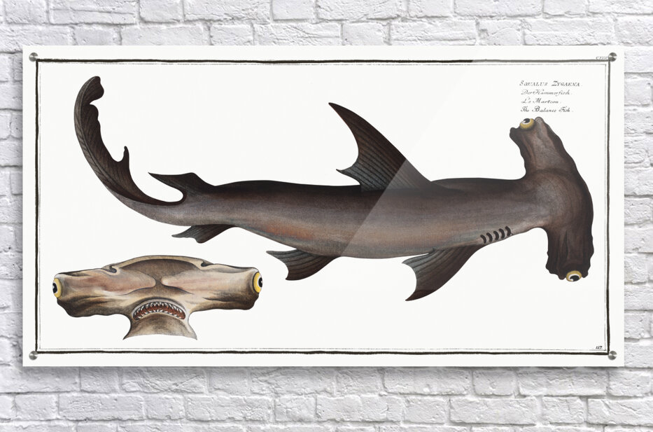 Smooth Hammerhead Shark by History In Your Home Wall Art
