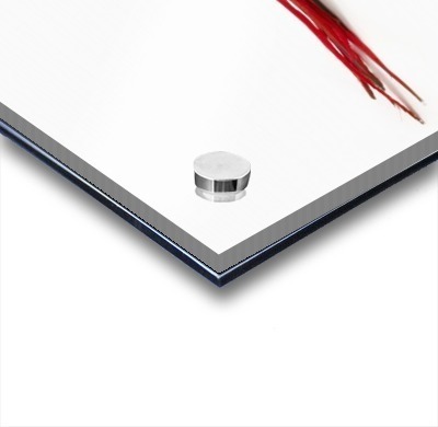 A scarlet macaw parrot on white background  Acrylic print