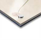 Miss Daisy Acrylic print