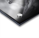 In the woods Acrylic print