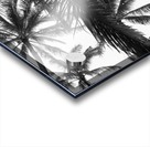 Low angle view of coconut palm trees in black and white; Honolulu, Oahu, Hawaii, United States of America Acrylic print
