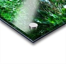 Resting Swan Acrylic print