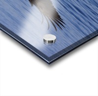 A Bald Eagle Swoops In With Talons Extended Just Before Catching A Fish From The Ocean In Southeast, Alaska. Acrylic print