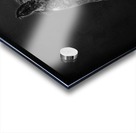 Amish Workhorse Acrylic print