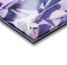 Lavender Hydrangea Triptych Acrylic print