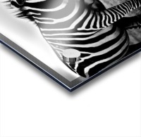 black and white africa animals wilderness Acrylic print