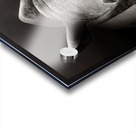 Rhinoceros portrait Acrylic print