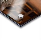 Curious Chloe Acrylic print