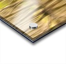 forest park reflections Acrylic print