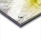 White Mum Flower Acrylic print