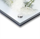 Mum Flower in a Vase Acrylic print