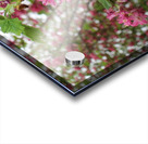 Flowering Acrylic print