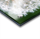 Dandylion Acrylic print