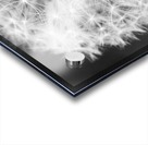 Dandylion black and White Acrylic print