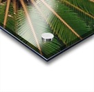 Sun Dreams Acrylic print