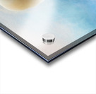 Northern Gannet ver2 Acrylic print