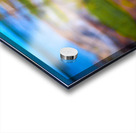 FALL RED MAPLE Acrylic print