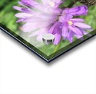 Butterfly on Wildflower Acrylic print