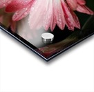 Pink Flower Acrylic print