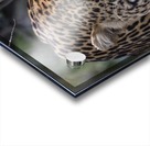 Eyes of the Leopard - color Acrylic print