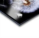 Dandelion Blowing Acrylic print