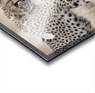 Cheetah Bro Acrylic print