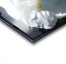 White Pansy II Acrylic print