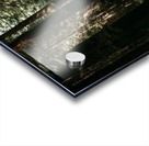 Avenue of the Giants Acrylic print