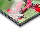 Hummingbird With Attitude Acrylic print