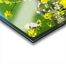 20190330 DSC_0418 Acrylic print