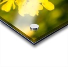 20190329 DSC_0296 Acrylic print