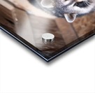 Raton ambassadeur Acrylic print