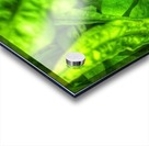 Fragile  Acrylic print